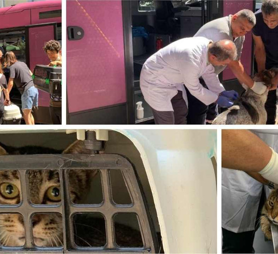İBB’nin 'Vetbüs'ü: 5 yılda 22 bin 369 sokak hayvanı aşılandı, tedavi edildi