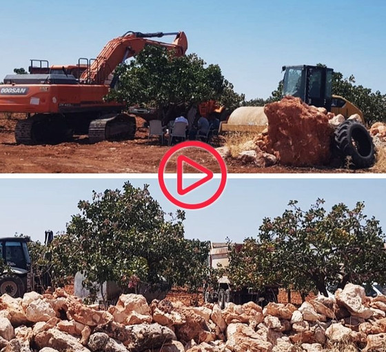 Urfa'da yüzlerce dönüm fıstıklık TOKİ'ye devredildi: 'Araziler bize dedelerimizden kaldı, ağaçları sökecekler'
