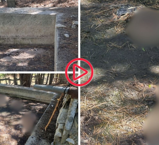 Dağ evi sulama havuzunda 13 köpek ölü bulundu