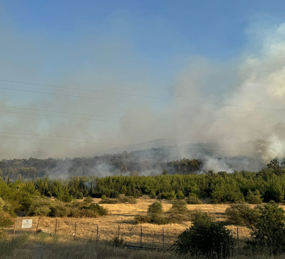 İzmir'in Menderes ilçesinde çıkan orman yangını kontrol altına alındı