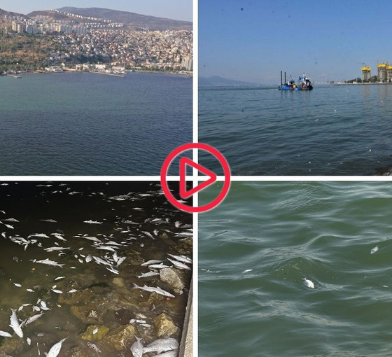 Bayraklı sahiline binlerce ölü balık vurdu: ‘Son 25 yılın en kirli İzmir Körfezi’