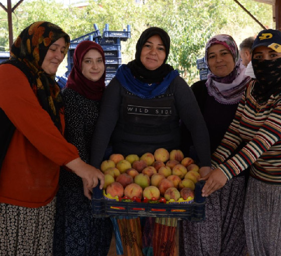 Mersin'de yerli şeftali hasadı başladı: Üreticiler verimden memnun