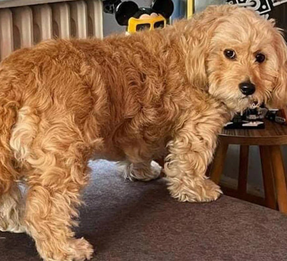 Maraş depremlerinden kurtarılan sahipli köpeğe tahliye istemi