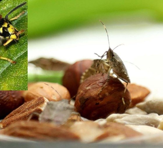 Samuray arıları kahverengi kokarca ile nasıl mücadele ediyor?