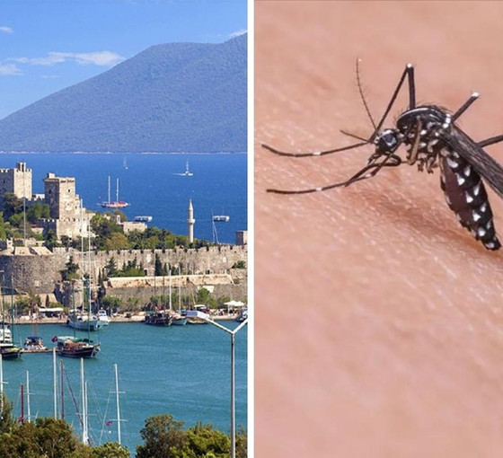 Bodrum'da 'Batı Nil Virüsü' tespit edildi: Sağlık Müdürlüğünden uyarı
