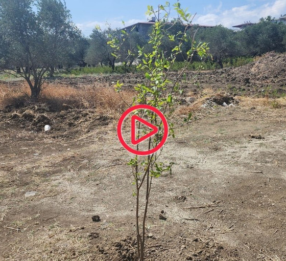 Defne'de zeytin ağaçlarını koruma nöbeti: 'Onlar kesiyor, biz dikiyoruz'