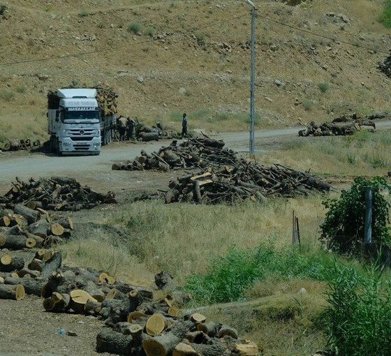 Şırnak'taki orman kıyımı devam ediyor: 'Kesimler mevzuata uygun'