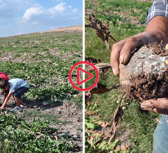 Yozgat'ta şeker pancarını vuran hastalık üretimi tehdit ediyor: 'Fiyatlar böyle giderse battık'