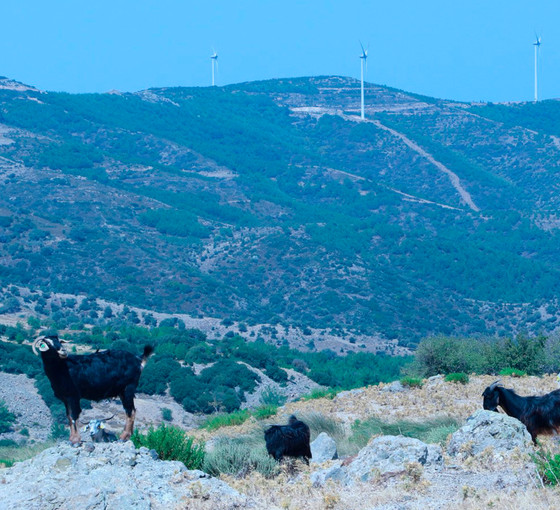 Karaburun’un simgesine GES tehdidi