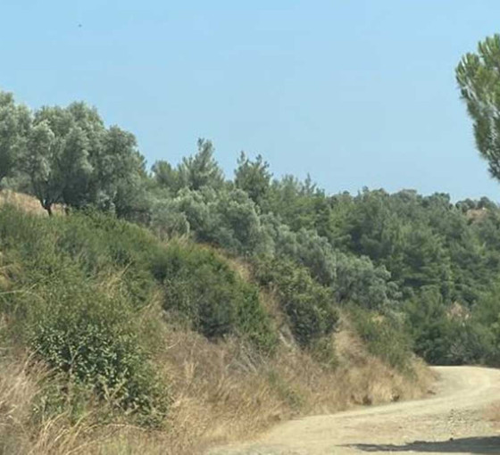 Zeytinliklere JES ısrarı: Dördüncü kez ÇED süreci başlatıldı