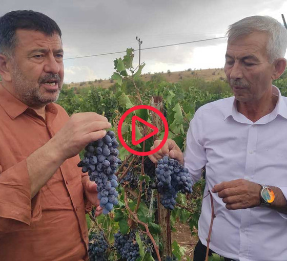 Malatya’da üzüm üreticisi dertli: 'Tarım Bakanı, tarımdan bihaber'