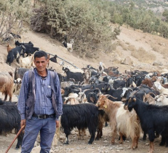 Şırnak'ta DEM Partili belediyeden hayvancılık için 'çoban' projesi