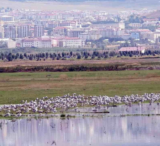Yağmur sularıyla Erzurum Ovası’nda 30 'kuş cenneti' oluştu