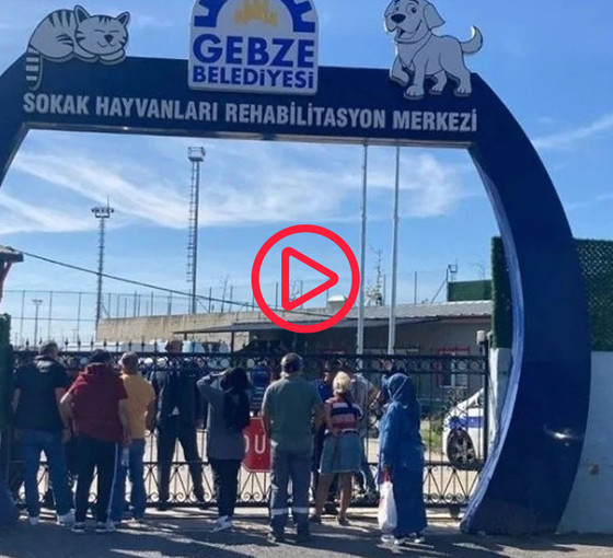 Gebze’de hayvan katliamı: Köpek ve kediler Keta-Control denen anestezi ile mi öldürüldü?