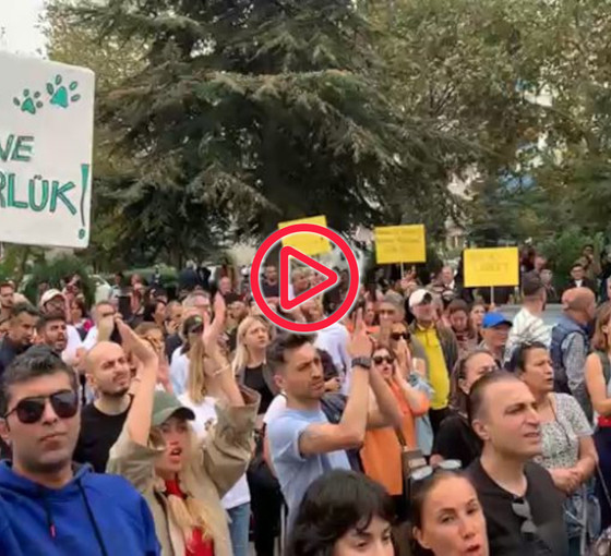 Gebze Belediyesi önünde hayvan katliamı protestosu: Belediye Başkanı'na 'istifa et' çağrısı