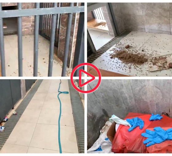 Artı Gerçek, katliamın yaşandığı barınağı görüntüledi: Mamalar yerde, mazgallarda kan var