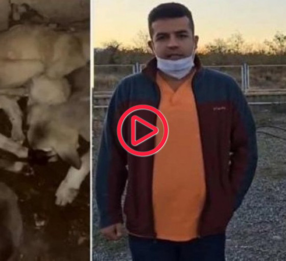 Iğdır Belediyesi'ne ait barınağa ölmüş köpekler bırakıldı: Belediye suç duyurusunda bulunacak