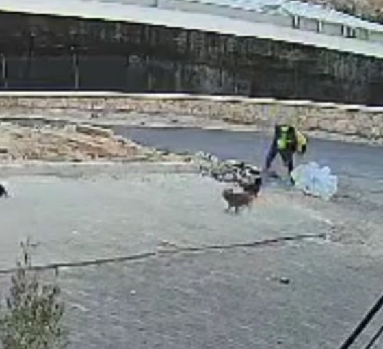 Urfa'da yavru köpeği kaldırım taşıyla öldüren şahıs gözaltına alındı