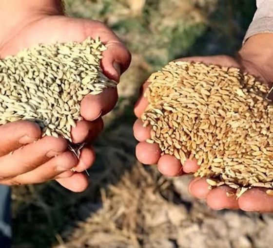 Çiftçi üretimden kopuyor: 'Üreten son kuşak olabiliriz'
