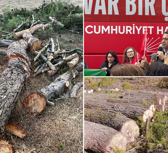 CHP'li Başarır, Cengiz Holding'in ağaç kesimine başladığı Kazdağları'nda: 'Erdoğan bu beş şirkete ortak'