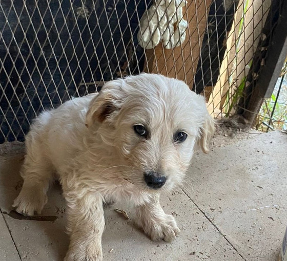 Antalya'da hayvan katliamı: Anne köpek ve iki yavrusu öldürüldü