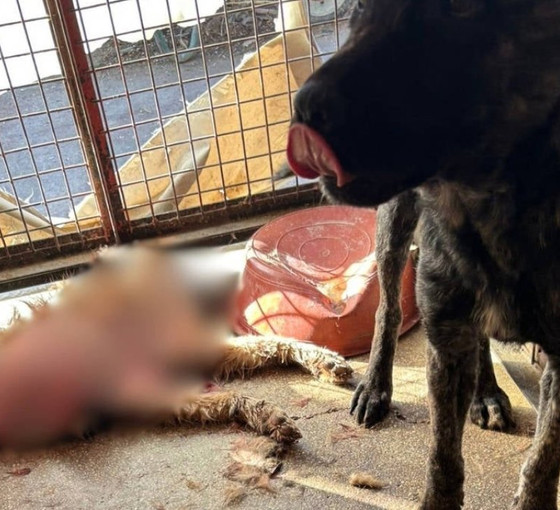 CHP'li Mamak Belediyesi'nin barınağında köpeklere kötü muamele: 'Acil denetim' çağrısı
