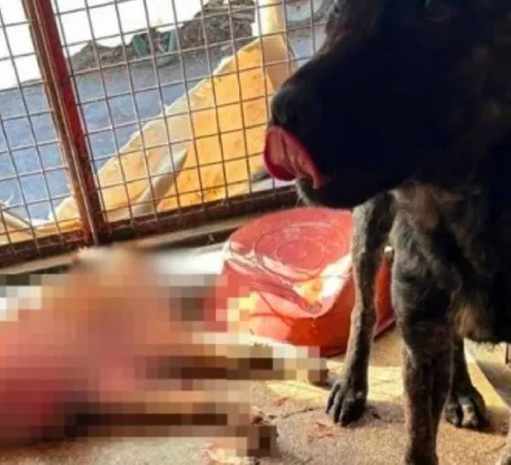 Mamak’ta 'hayvan katliamı' iddiası: Valilik tahkikat başlattı