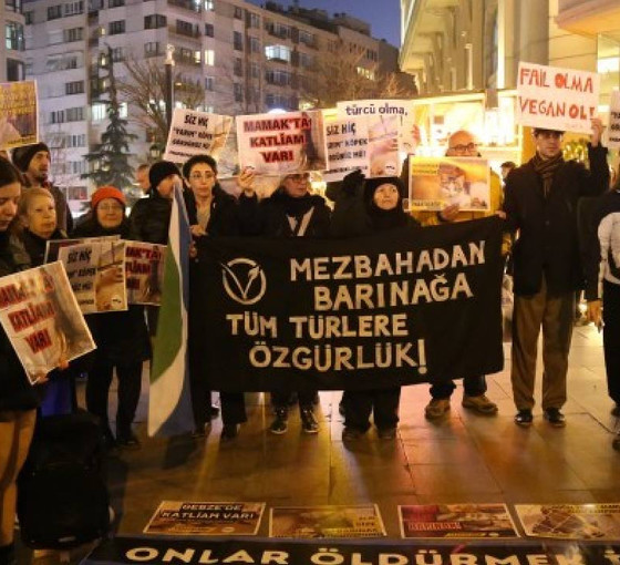 Hayvanseverlerden CHP'ye: 'Katliam yasasını uygulamayacağız' dediniz, peki bu kaçıncı katliam?