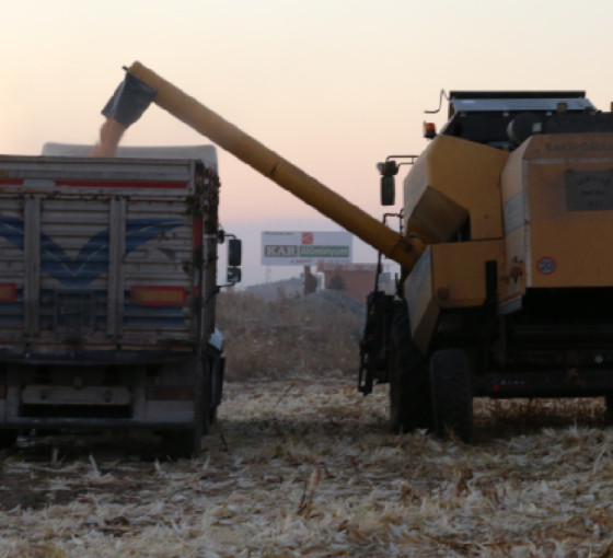 Mardin'de araziler boş kaldı, mısır para etmedi