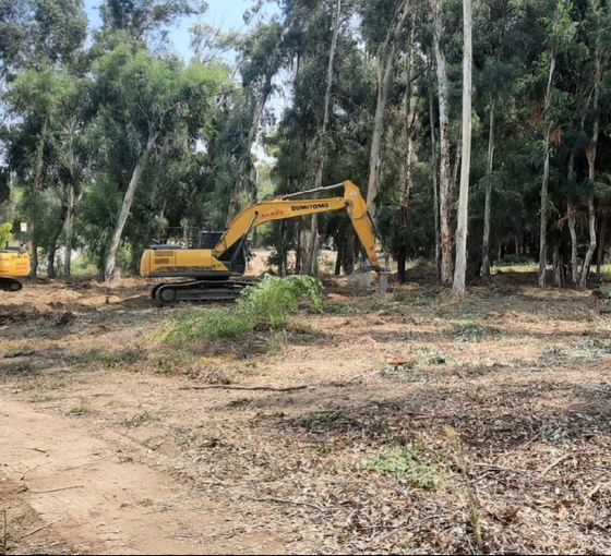 İddia: Adana'da yüzyıllık ağaçlar stadyum inşaatına kurban edildi