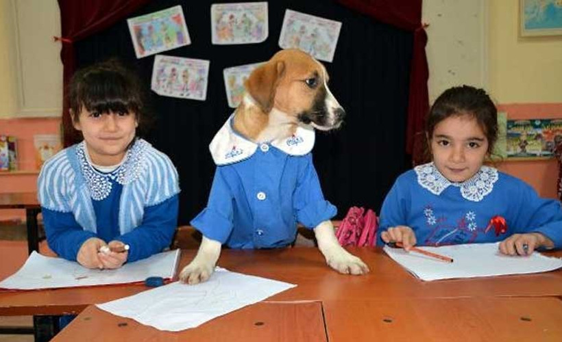 Gençlik hastalığı teşhisi konulan 'Fındık', kritik süreci atlattı
