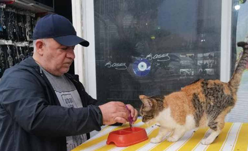 Sokak kedileri için dükkanını kapatmıyor: İnsanlık görevi