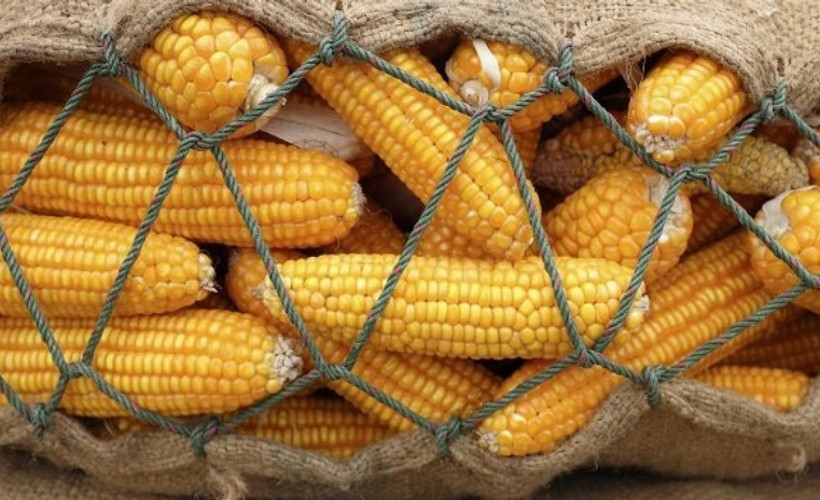 Mısır üretiminde 10 yılda bir kez kendine yeterli olduk