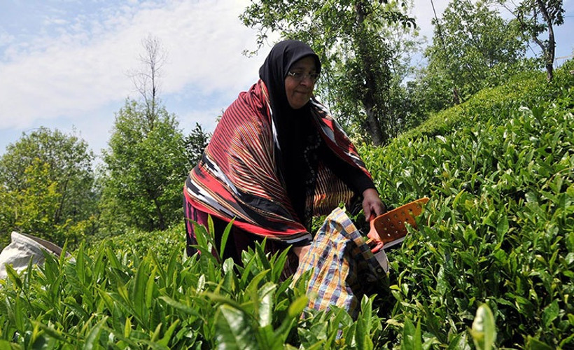 Çay üreticileri 19 Mayıs'ta Karadeniz'e gidebilecek