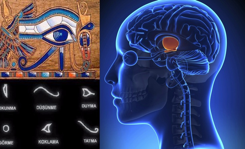 Horus'un Gözü Talamus'un keşfi