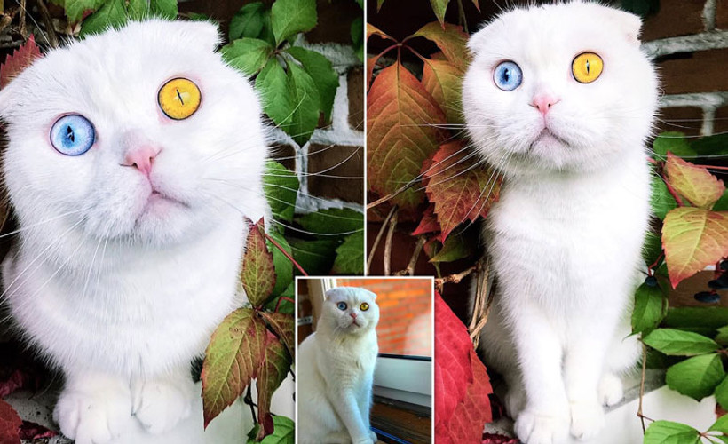 Sosyal medyanın yeni fenomeni kedi Joseph