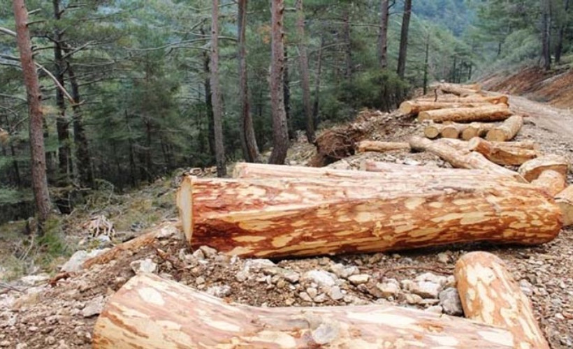Ormanlardan beş yılda 115 milyon metreküp odun kesildi