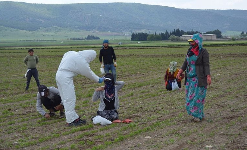 Mevsimlik tarım işçileri açlıkla ölüm arasında: Hem salgın hem de kötü koşulların kıskacındalar