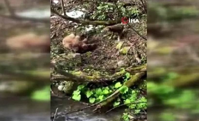 Yavru ayıyı vurduktan sonra köpekleriyle işkence yapan avcı serbest bırakıldı