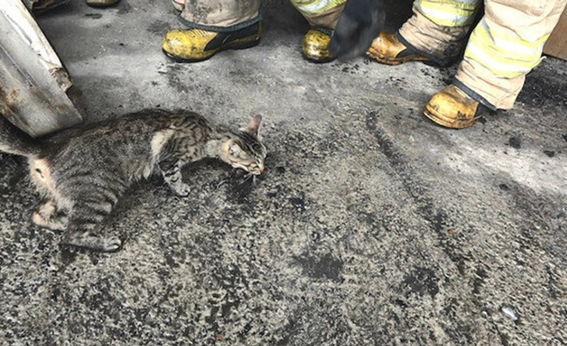 Yangının başından ayrılmayan anne kedi yavrularını bırakmadı
