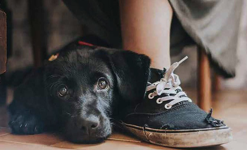 Yılın köpek fotoğrafçılığı yarışması sonuçlandı