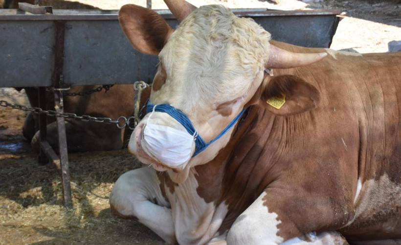 İnsanlar maskeyi dikkate almayınca boğalara maske taktı