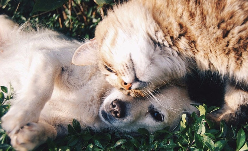 Araştırma sonuçları ortaya koydu: İnsanlar kedi ve köpeklere Coronavirus bulaştırıyor