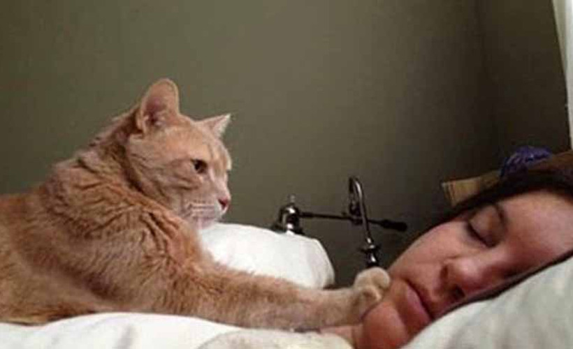 Pandemide kedi sahipleri kendilerini daha az yalnız hissetti