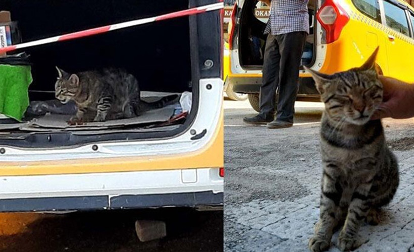 Annesi ölen kedi esnafın maskotu oldu