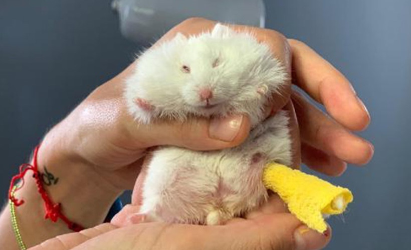 Ayağı kırılan 25 gramlık hamster 'Böğürtlen'e pim takıldı