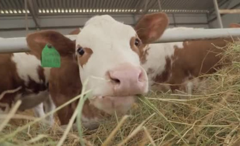 Süt fiyatı yerinde sayarken saman yüzde 80 arttı