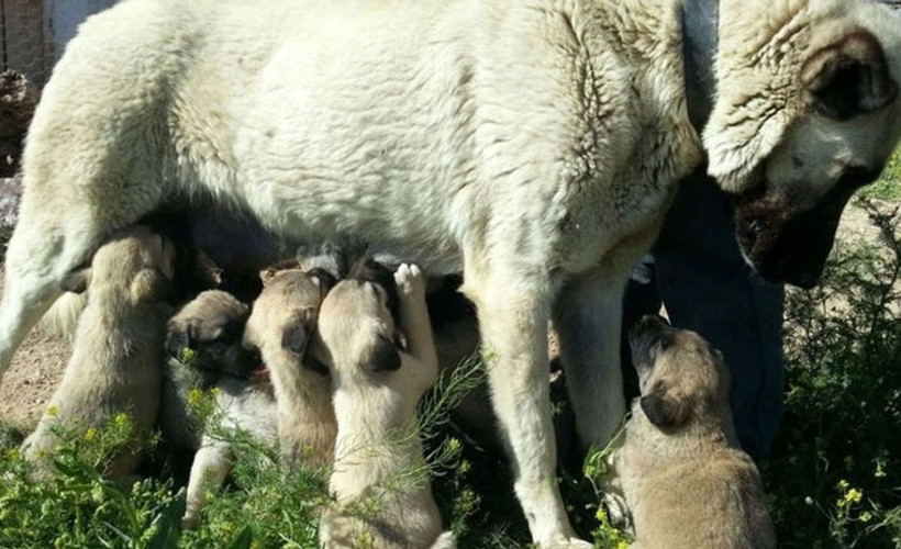 Kangal köpeklerinin yavrularını yemesinin nedeni belli oldu