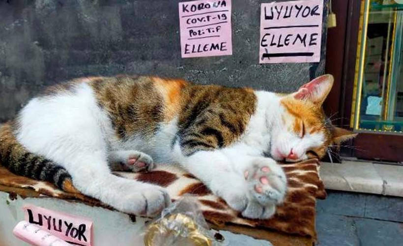 Kedisi uyandırılmasın diye 'Covid-19 pozitif, elleme' yazısı astı