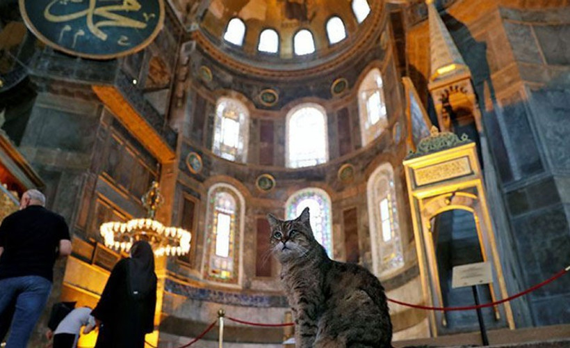 Ayasofya'nın sembol kedisi Gli çok hasta